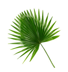Fototapeta premium Green leaf of palm tree background