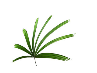 Green leaf of palm tree background