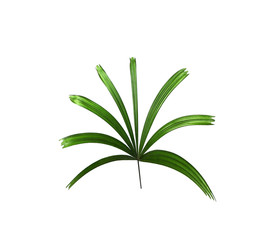 Green leaf of palm tree background