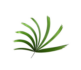 Green leaf of palm tree background