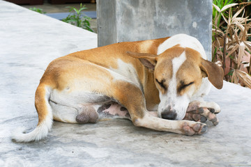 Dog