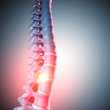 Human Spinal Bone 3d