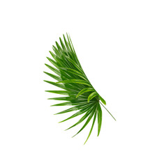 Green leaves of palm tree on white background