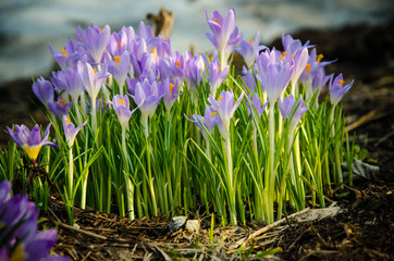 Young crocuses just started to blossom