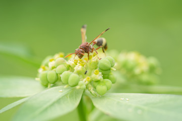 wasp and flower as background