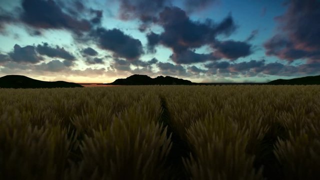 Wheat field against beautiful timelapse sunrise, camera fly