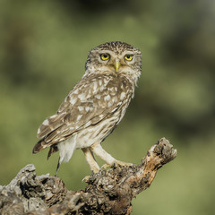Athene noctua
