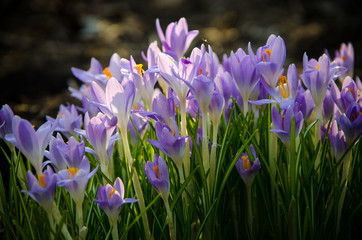 Young crocuses just started to blossom
