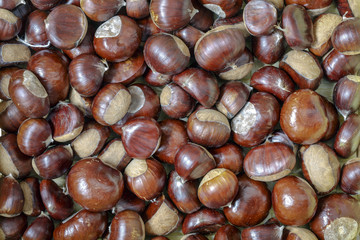 background texture created with chestnuts