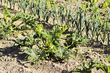 vegetable crops with cucumbers in the Castilla fields, Spain