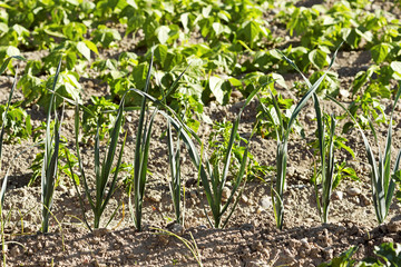 vegetable crops with  beans and onions in the Castilla fields, Spain