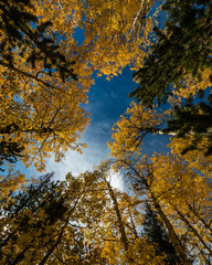 "Look Up"  Don't forget to look up. The fall colors of the Medicine Bow National Forest in southern Wyoming can be breathtaking. Sometimes a different perspective can make the view even more special.