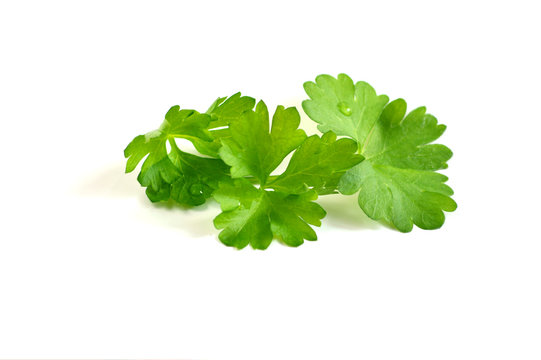 Parsley is Green leafy vegetables useful on white background
