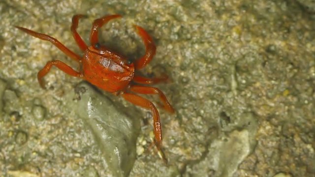 Video 1920x1080 - Moving red land crab (Phricotelphusa limula or waterfall crab). Thailand