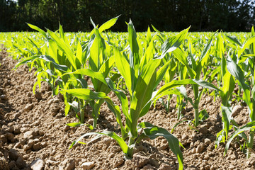 vegetable crops with corn in the Castilla fields, Spain