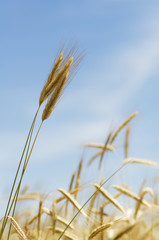 vegetable crops with rye in the Castilla fields, Spain