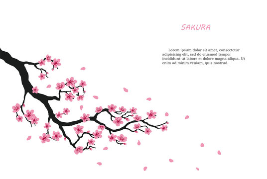 Flowering branch of sakura on a white background