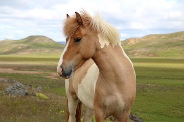 portrait of horse