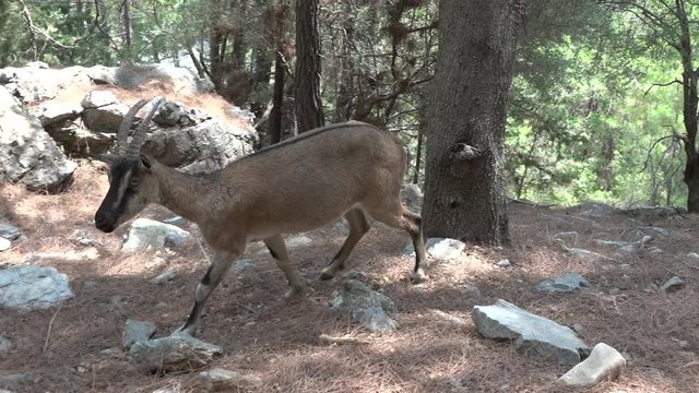 Kri Kri in the Samaria gorge