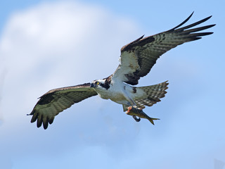 Osprey in Flight with Fish