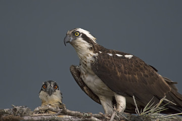 Osprey with Chick