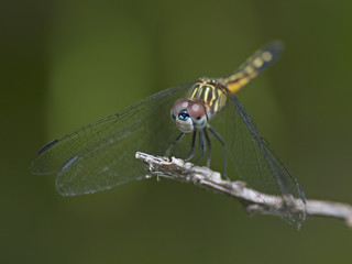Female Blue Dasher Dragonfly