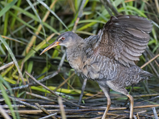 Clapper Rail in Marsh