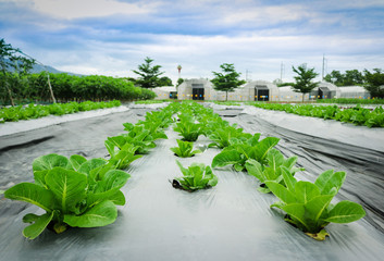 Green cos lettuce in field plant greenhouse background.