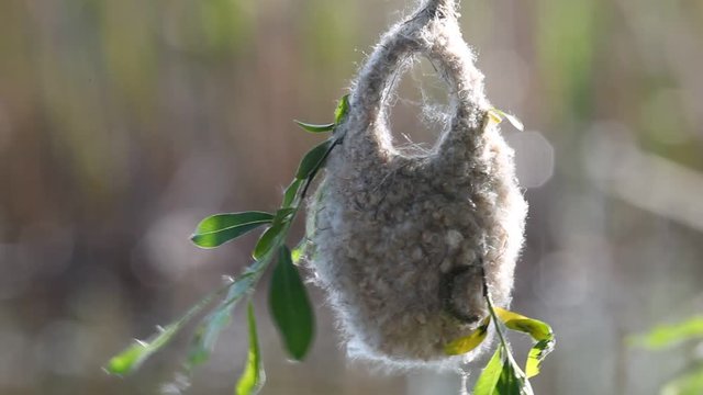 Eurasian penduline tit  (Remiz pendulinus) builds a nest