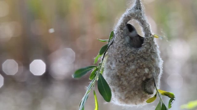 Eurasian penduline tit  (Remiz pendulinus) builds a nest