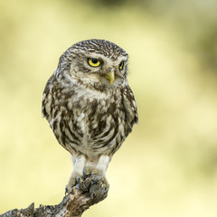 Athene noctua