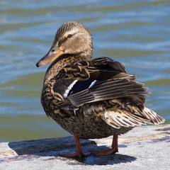 Wild duck