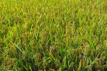rice green color field