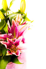 Pink lily flower isolated on white background