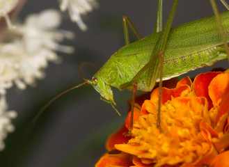 Green grasshopper on an orange flower