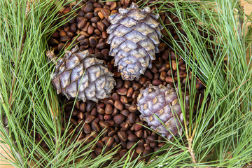Pine cones and needles closeup on a wooden table
