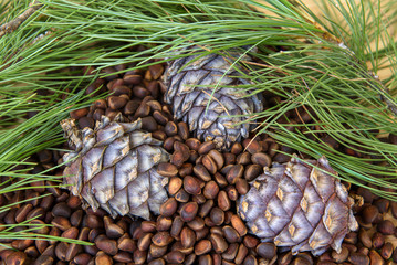 Pine cones and needles closeup on a wooden table
