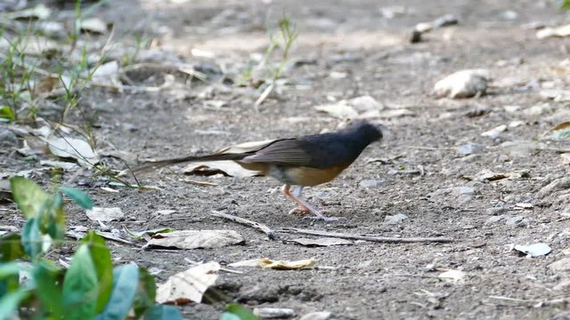 Bird catches a worm on ground.