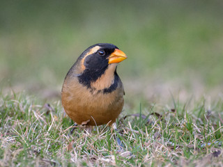 Pepitero