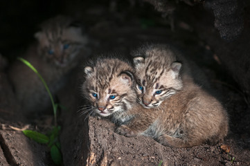 Obraz premium Baby Bobcat Kits (Lynx rufus) in Log