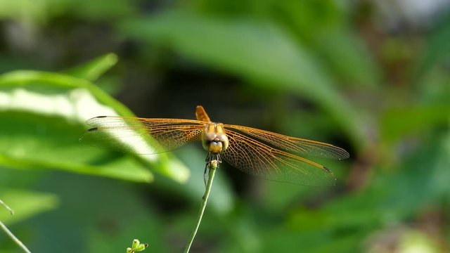 Dragonfly on leaves in tropical rain forest.