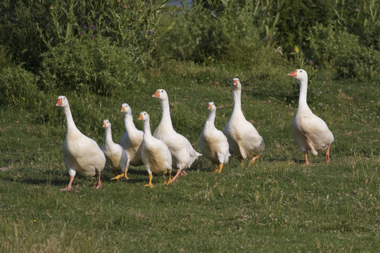 Flock of white domestic geese walking on meadow