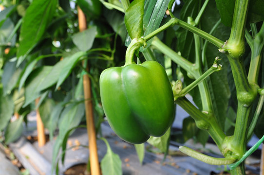 Green bell pepper or capsicum.