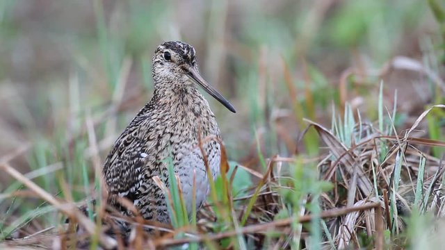 Great snipe on a meadow in the wild nature 