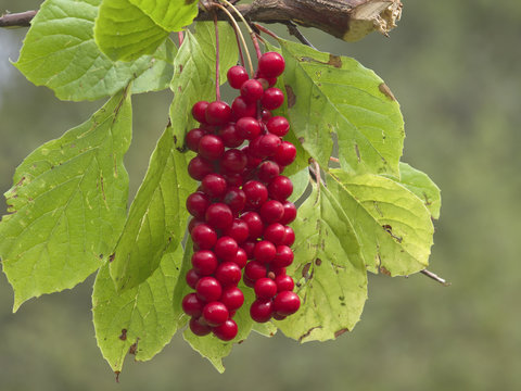 Cluster Of Fruits Of A Magnolia Vine Schisandra Chinensis