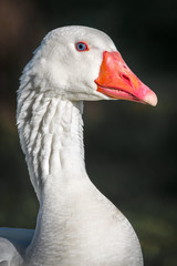 Ganzo © Fernando Ghelfi