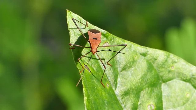 Red cotton bug, Cotton stainer (Dysdercus cingulatus Fabricius), on leaf in tropical rain forest.
