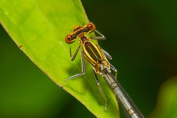 Kleinlibelle sitzt auf einem Blatt
