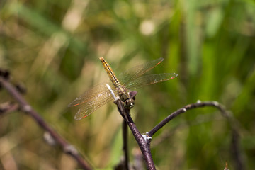 dragonfly in nature