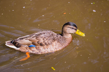 Duck swimming